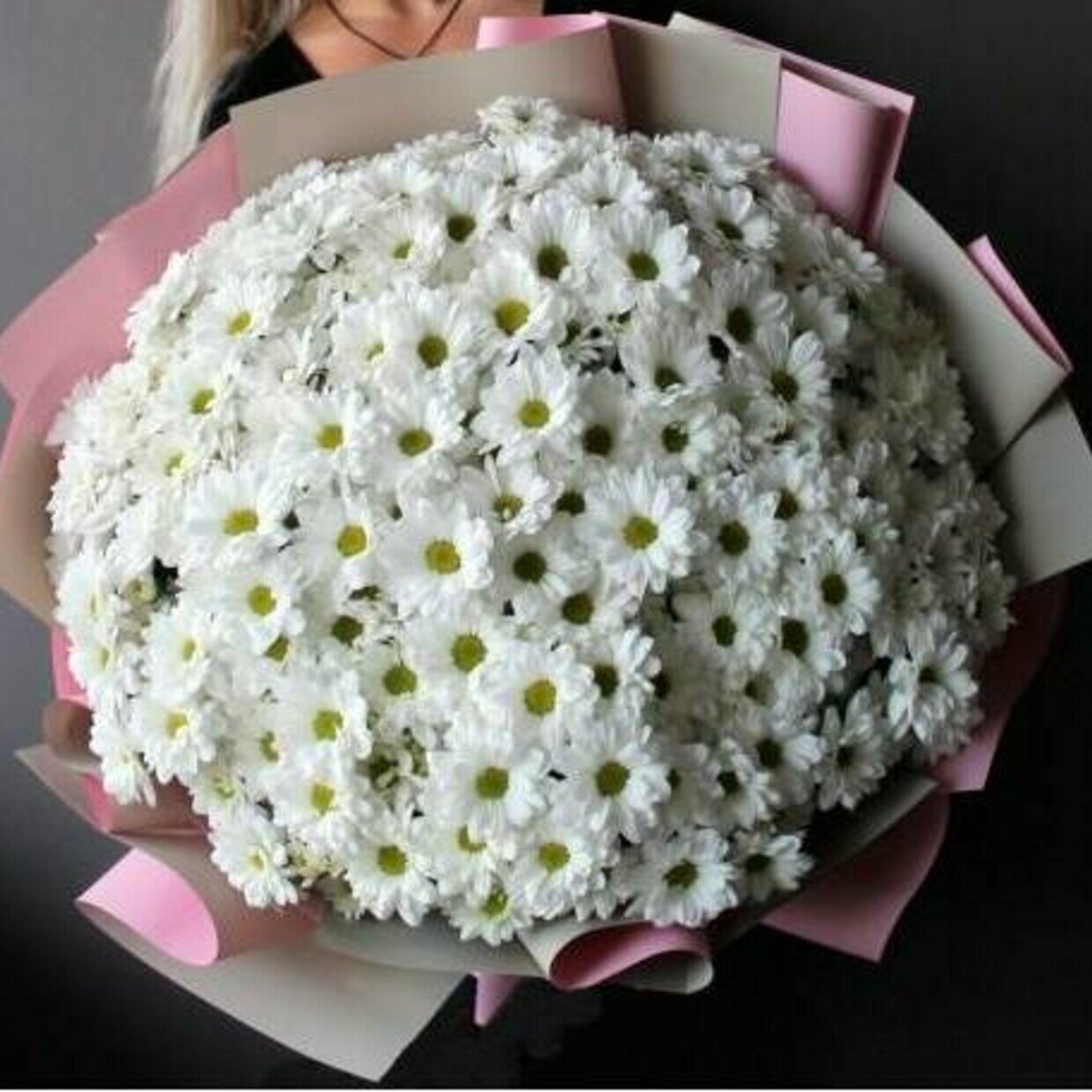 35 Белых Кустовых Хризантем Ромашка